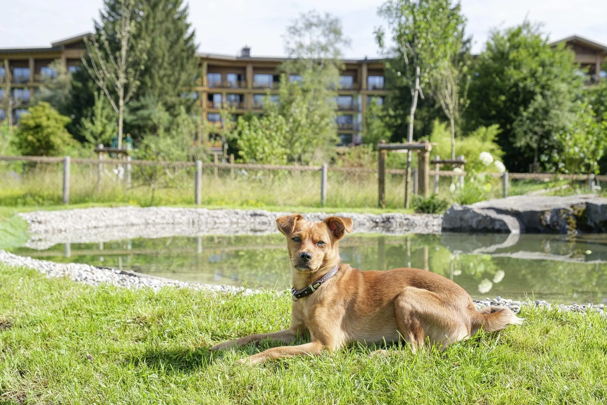 Zufriedener Hund liegt vor dem Naturteich des Sonnenalp Resorts in Ofterschwang.