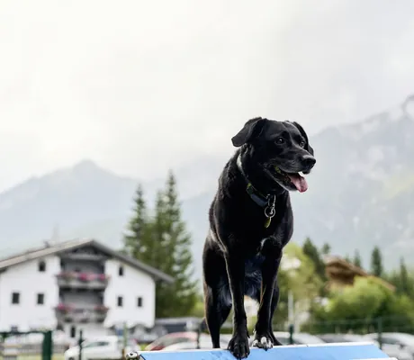 schwarzer Hund steht auf Agility-Gerät des Alpenhotel Karwendel vor der Kulisse des Karwendelgebirges