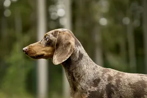 brauner Hund schaut im Alpenhotel Karwendel gespannt auf die linke Seite