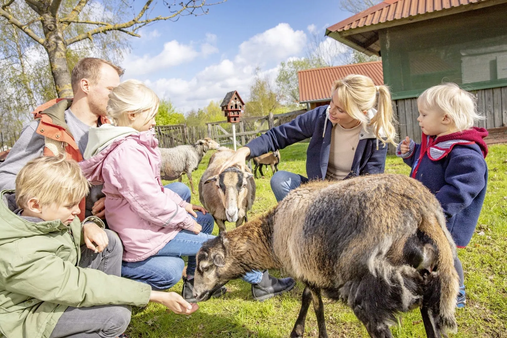 Familie streichelt Ziegen im Streichelzoo des BEECH Resort Fleesensee